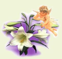 Cherubin Lily