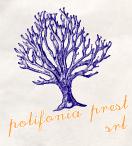 SC Forest Prod Company SRL