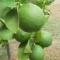 Limes