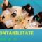 Contabilitate