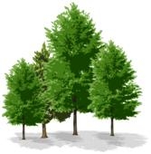 S.C. FOREST COMPANY SRL BUZAU