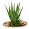 Planta Aloe