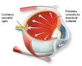 Diagnosticul precoce al glaucomului - preventia orbirii