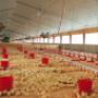 INCALZIRE FERME DE PASARI