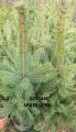 Brazi argintii Picea Pungens Glauca