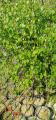 Betula Pendula (mesteacan), H= 150-200 cm