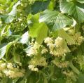 Tilia cordata (Tei), h= 170-200 cm