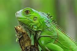 Iguana