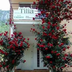 Tilia