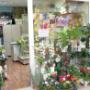 Floraria Missely