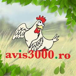SC AVIS 3000 SA