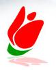 Tulip Computers SRL
