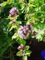 Oregano Oil, antiparazitar fara efecte nocive, antifungic si antimicrobian
