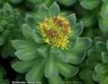Rhodiolin-produs care inlatura stresul si efectele sale nedorite