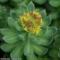 rhodiola