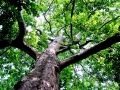 Sivema Forest SRL