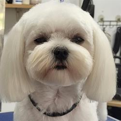 Salon Toaletaj Canin Puffy Centru