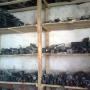 Electromotoare, Alternatoare, Compresoare clima...