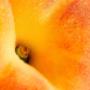 NECTARINE