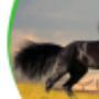 Încărcat de vizitator în 23.11.2015  - Herba Vital Sampon Cal