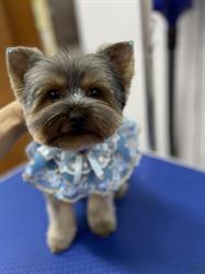 Blu Pet Salon