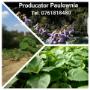 Paulownia