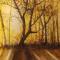 Sunny-Forest-3