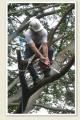 TOALETARI SI DOBORARI ARBORI SI ARBUSTI, TAIERI SPECIFICE PENTRU POMI FRUCTIFERI