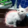 Încărcat de vizitator în 08.01.2016  - Frizura speciala si vopsit