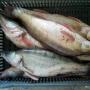 Salau/Pike-perch