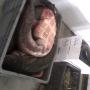 Somn/Catfish/Silurus Glanis