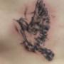 bird tattoo