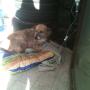 Jiego 2