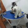 Masa tuns