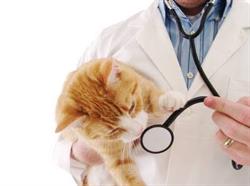 PET LIFE - Marasti