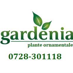 Gardenia