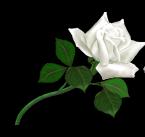 Stefania Servicii Funerare