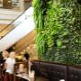 Gradina Verticala in cafenea