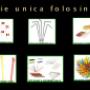 IMAGINI PRODUSE