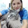 Main coon