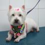 cosmetica canina