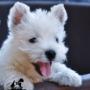 catel westie