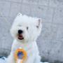 mascul westie campion