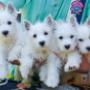 catei rasa westie 2 luni