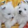 catei westie