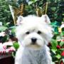 femela westie