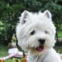 mascul westie