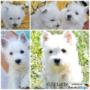 pui westie de vanzare