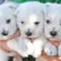 pui westie nascuti in canisa