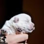 puiut westie